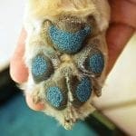 Pawfriction Paw Grip Applied On Pet Paws