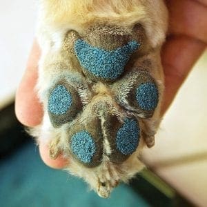 Pawfriction Paw Grip Applied On Pet Paws
