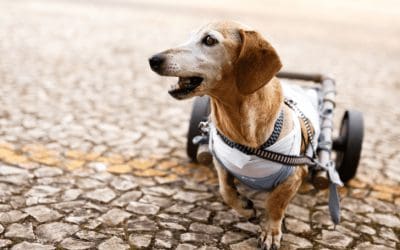 How Do I Deal With My Senior Dogs Physical Challenges?