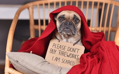 In Preparation For July 4th: Is Your Dog Microchipped?