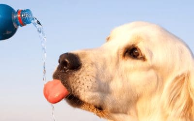 How Can I protect My Senior Pet During the Hot Summer Months?
