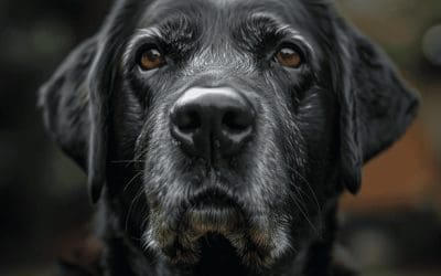 Caring for Aging Pets Guide to Neurological Issues