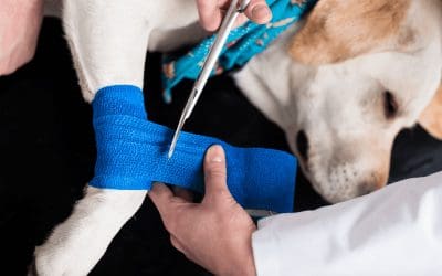 Keeping Pets Safe This Holiday Season