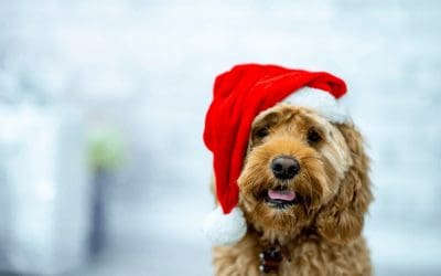 Holiday Food Drive for Needy Animals: Join us on December 11th!